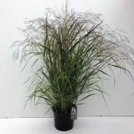 Растение Просо лозовое Strictum (Panicum virgatum Strictum) (С5)