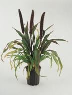 Растение Перистощетинник лисохвостый Блэк Бьюти (Pennisetum al. Black Beauty) (С5)