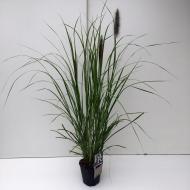 Растение Перистощетинник лисохвостый Ред Хед (Pennisetum al. Red Head) (С5)