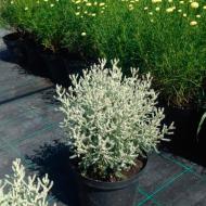 Растение Сантолина кипарисовидная Silver Leaves (Santolina chamaecyparissus Silver Leaves) (С1)