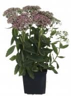 Растение Очиток Herbstfreude (Sedum Herbstfreude) (С3)
