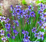 Растение Сизиринхиум узколистный (Sisyrinchium angustifolium) (С2)