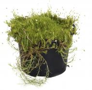 Растение Моховинка шиловидная Aurea (Sagina subulata Aurea) (С1)