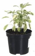 Растение Шалфей лекарственный Icterina (Salvia officinalis Icterina) (C1)