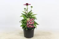 Растение Эхинацея пурпурная Rubinstern (Echinacea purp. Rubinstern) (С3)