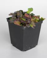 Растение Горло ползучее Black Scallop (Ajuga reptans Black Scallop) (С1)