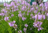 Растение Физостегия виргинская 'Bouquet Rose' (Physostegia virg. 'Bouquet Rose') (С2)