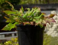 Растение Горчица свечевидная Blackfield (Persicaria amplexicaulis Blackfield) (C3)