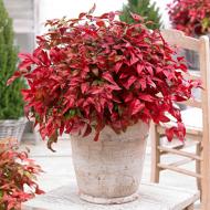 Растение Нандина Blush Pink (Akapbr) (Nandina domestica Blush Pink (Akapbr)) (C3)