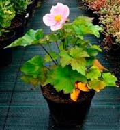 Растение Анемона хубейская 'September Charm' (Anemone hup. 'September Charm')(C3)