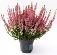 Растение Вереск обычный Theresa (Calluna vulgaris Theresa) (C1)