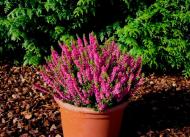 Растение Вереск обычный Disco Queen (Calluna vulgaris Disco Queen) (C1)