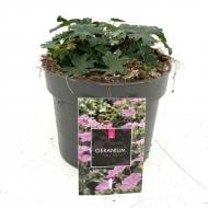 Растение Герань кроваво-красная Max Frei (Geranium sa. Max Frei) (С3)