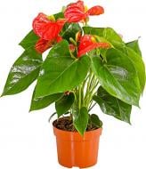 Растение Антуриум 14x45 красный