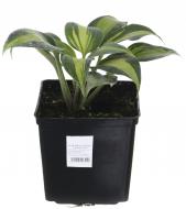 Растение Хоста Катерина (Hosta Catherine) (C3)