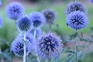 Растение Головатень вооружен 'Blue Globe' (Echinops bannaticus 'Blue Globe') (C3)