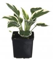 Растение Хоста Патриот (Hosta Patriot) (С3)