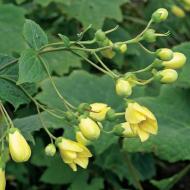 Растение Киренгешома Palmata&quot (Kirengeshoma Palmata) (С5)