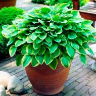 Растение Хоста 'Robert Frost' (Hosta 'Robert Frost') (C3)