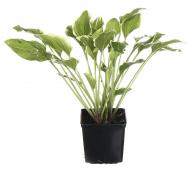 Растение Хоста Albomarginata (Hosta Albomarginata) (C3)