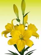 Луковица VWS EXPORT – IMPORT OF FLOWERBULBS B.V. лилии ЛА Беневенто 1 шт.