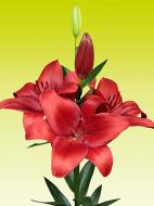 Луковица VWS EXPORT – IMPORT OF FLOWERBULBS B.V. лилии ЛА Брага 1 шт.