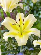 Луковица VWS EXPORT – IMPORT OF FLOWERBULBS B.V. лилии ОТ Катина 1 шт.