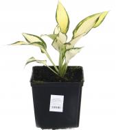 Растение Хоста Orange Marmelade (Hosta Orange Marmelade) (С3)
