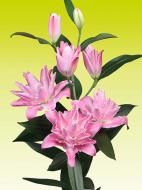 Луковица VWS EXPORT – IMPORT OF FLOWERBULBS B.V. лилии восточной махровой Конкорд 1 шт.
