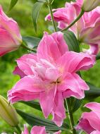 Луковица VWS EXPORT – IMPORT OF FLOWERBULBS B.V. лилии восточной махровой Дримлайн 1 шт.