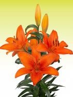 Луковица VWS EXPORT – IMPORT OF FLOWERBULBS B.V. лилии ТА Фокслей 1 шт.