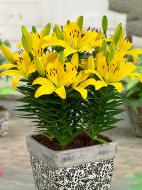 Луковица VWS EXPORT – IMPORT OF FLOWERBULBS B.V. лилии азиатской горшечной Голден Матрикс 1 шт.