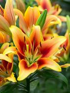 Луковица Амсонія Бі Ві лилии ОА Кавери 1 шт.