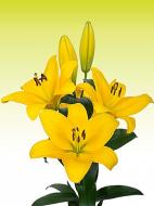 Луковица VWS EXPORT – IMPORT OF FLOWERBULBS B.V. лилии ТА Кесла 1 шт.