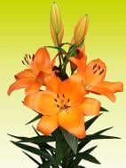 Луковица VWS EXPORT – IMPORT OF FLOWERBULBS B.V. лилии ЛА Кодайра 1 шт.