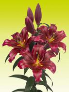 Луковица VWS EXPORT – IMPORT OF FLOWERBULBS B.V. лилии ОТ Ластинг Лав 1 шт.