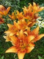 Луковица Амсонія Бі Ві лилии ЛА Лонгвуд 1 шт.