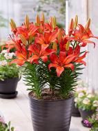 Луковица VWS EXPORT – IMPORT OF FLOWERBULBS B.V. лилии азиатской горшечной Матрикс 1 шт.