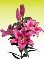 Цибулина VWS EXPORT – IMPORT OF FLOWERBULBS B.V. лілії ОТ Маренго 1 шт.