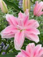 Луковица VWS EXPORT – IMPORT OF FLOWERBULBS B.V. лилии восточной махровой Милано 1 шт.