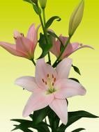 Цибулина VWS EXPORT – IMPORT OF FLOWERBULBS B.V. лілії ЛА Пігале 1 шт.