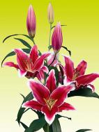 Цибулина VWS EXPORT – IMPORT OF FLOWERBULBS B.V. лілії ОТ Квік 14/16 1 шт.