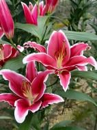 Луковица VWS EXPORT – IMPORT OF FLOWERBULBS B.V. лилии ОТ Квик 1 шт.
