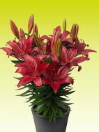 Луковица VWS EXPORT – IMPORT OF FLOWERBULBS B.V. лилии азиатской горшечной Ред Матрикс 1 шт.