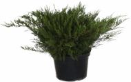 Растение Можжевельник средний Mint Julep (V20-S23 h40 d80-90 C25)