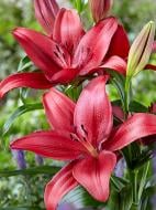 Луковица VWS EXPORT – IMPORT OF FLOWERBULBS B.V. лилии ЛА Ред Рок 1 шт.