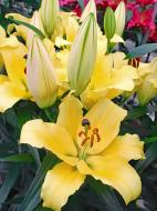 Цибулина VWS EXPORT – IMPORT OF FLOWERBULBS B.V. лілії ОТ Робелла 1 шт.