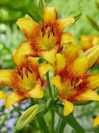 Луковица Амсонія Бі Ві лилии ЛА Свит Велли 1 шт. Луковица Амсонія Бі Ві лилии ЛА Свит Велли 1 шт.