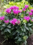 Корневище Heemskerk Vasteplanten B.V. монарды Бейби Спайс 1 шт. Корневище Heemskerk Vasteplanten B.V. монарды Бейби Спайс 1 шт.