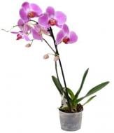 Рослина Фаленопсис гранді 15 х 85-90 1 стовбур рожевий Florious Orchids